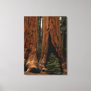 Mammutbäume, Sequoia-Nationalpark. Leinwanddruck