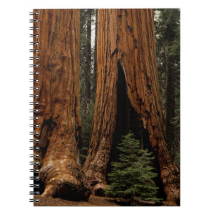 Mammutbäume, Sequoia-Nationalpark. Notizblock