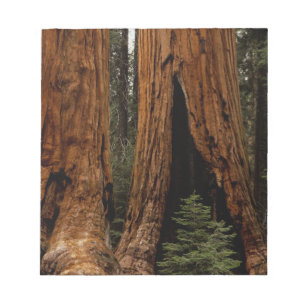 Mammutbäume, Sequoia-Nationalpark. Notizblock