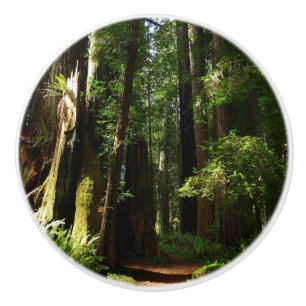 Mammutbäume und Farne im Redwood National Park Keramikknauf