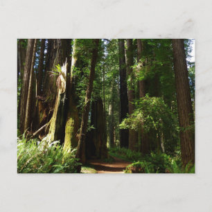 Mammutbäume und Farne im Redwood National Park Postkarte