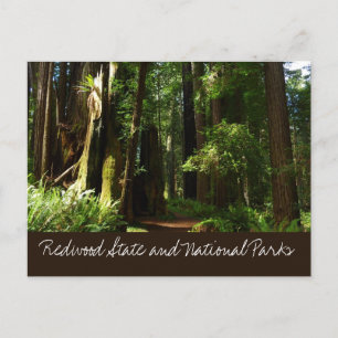Mammutbäume und Farne im Redwood National Park Postkarte