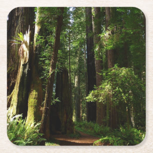Mammutbäume und Farne im Redwood National Park Rechteckiger Pappuntersetzer