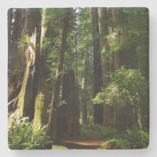 Mammutbäume und Farne im Redwood-Nationalpark Steinuntersetzer