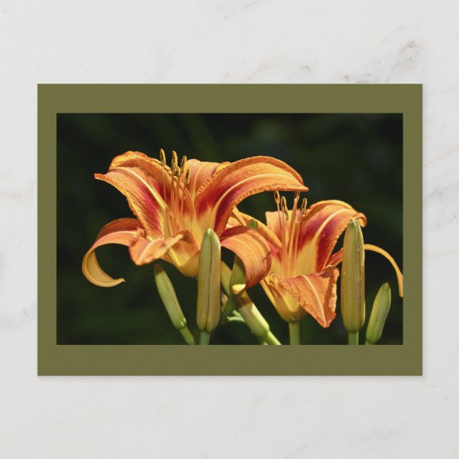 Man denke an die Lilien des Felds Postkarte (Vorderseite)