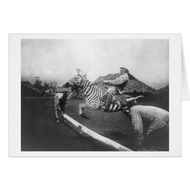 Man Riding Zebra Jumping Fence Fotograf (Vorderseite (Horizontal))