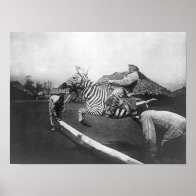 Man Riding Zebra Jumping Fence Fotograf Poster (Vorne)