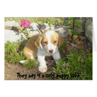 Man sagt, es sei nur eine Liebe für Welpen