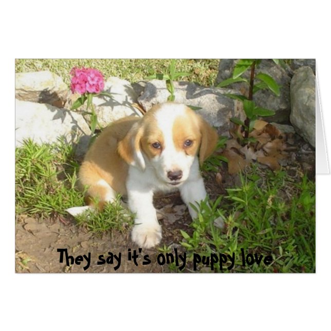 Man sagt, es sei nur eine Liebe für Welpen (Vorderseite (Horizontal))