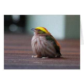 Manakin à capuche