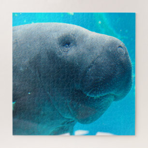 Manatee