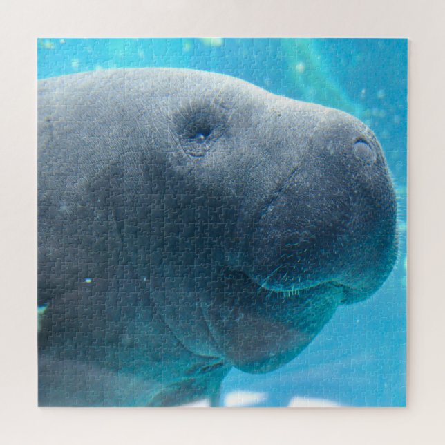 Manatee (Horizontal)