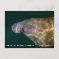 Manatee Crystal River Florida