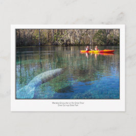 Manatee Encounter Postkarte