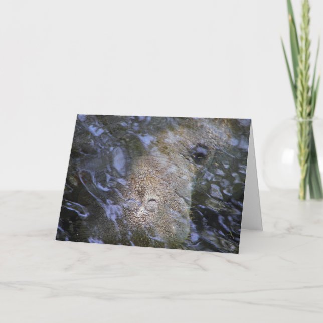 Manatee Everyday Note Card Karte (Vorderseite)