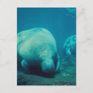 Manatee Foto Postcard Postkarte