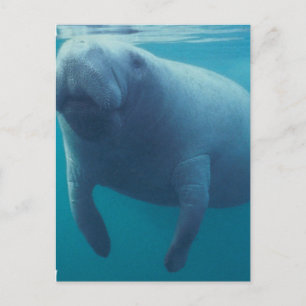 Manatee Postcard Postkarte