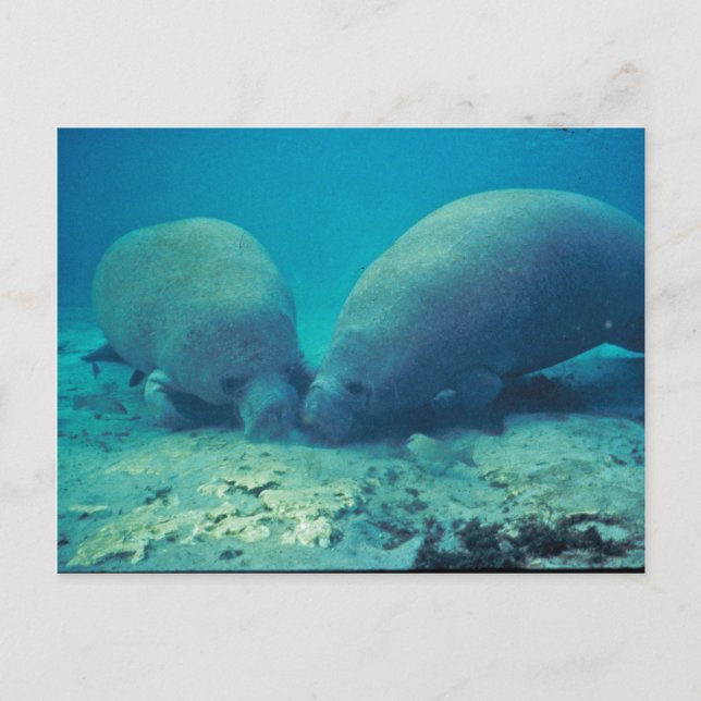 Manatee Rooting in Sand Postkarte (Vorderseite)