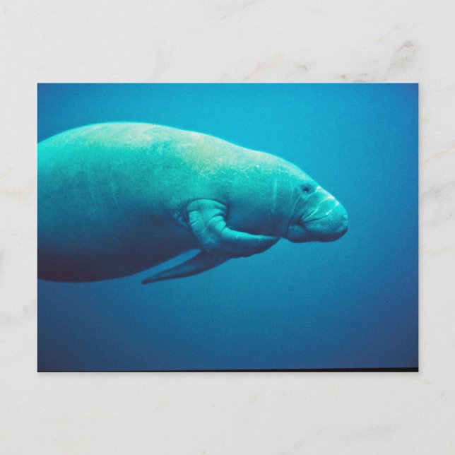 Manatee Scratching Postkarte (Vorderseite)