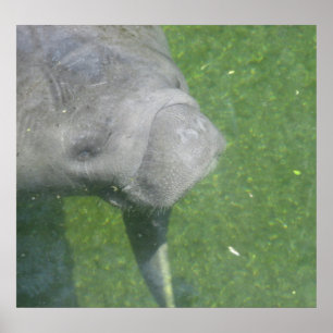 Manatee Smiles Poster