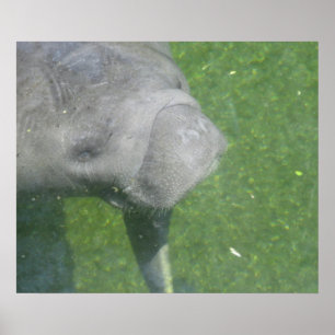 Manatee Smiles Poster