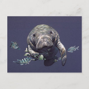Manatee Underwater World Postkarte