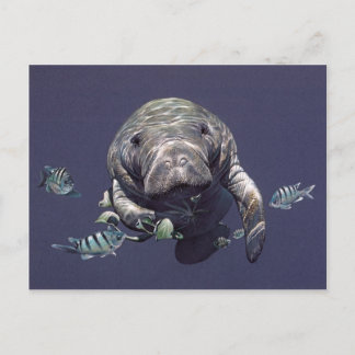 Manatee Underwater World Postkarte