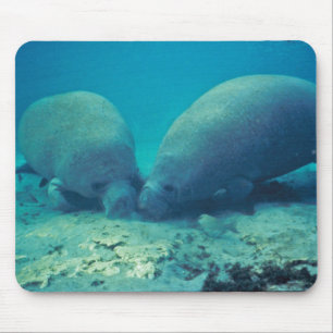 Manatis, das im Sand wurzelt Mousepad