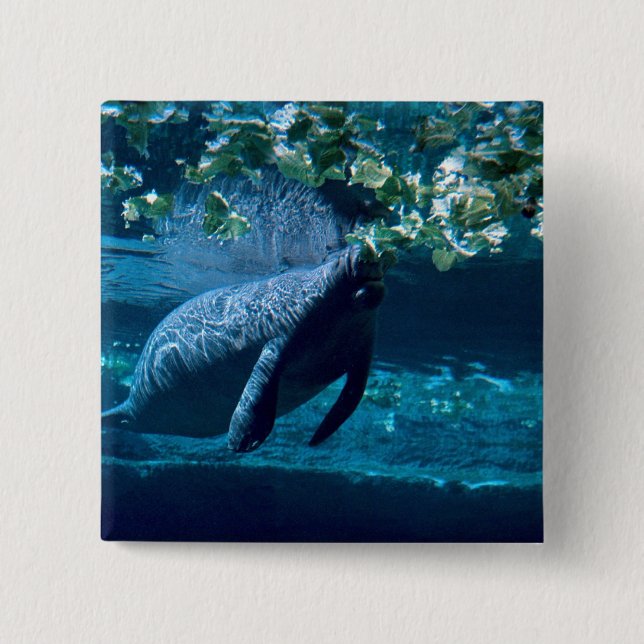 Manatis, Lowry Park-Zoo, Tampa Bay, Florida, USA Button (Vorderseite)
