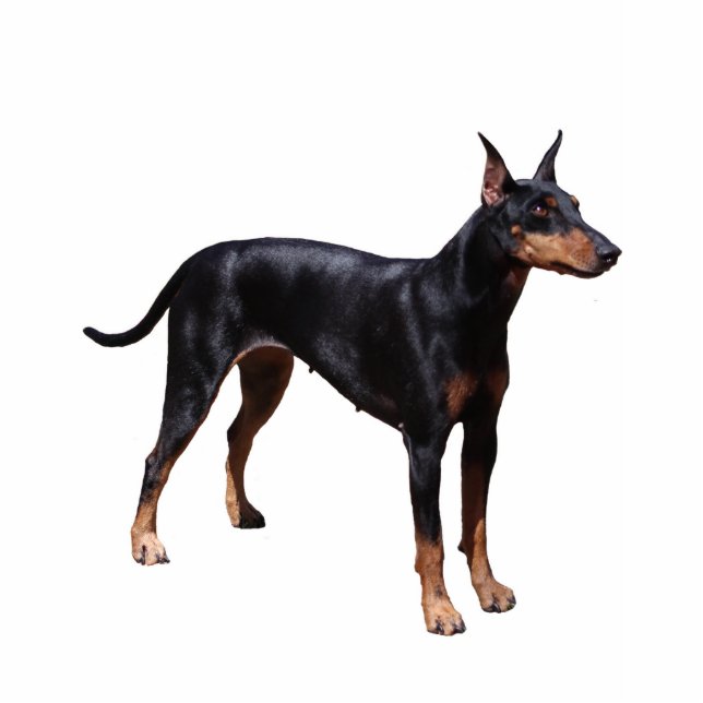 Manchester Terrier Freistehende Fotoskulptur (Vorne)