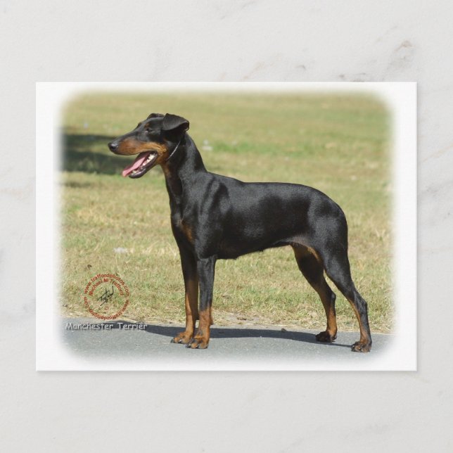 Manchester Terrier Postkarte (Vorderseite)