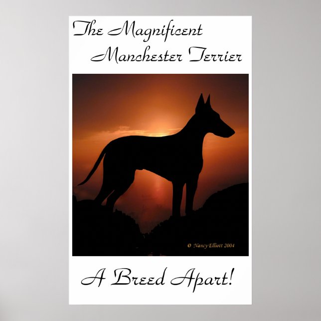 Manchester Terrier Unique Poster (Vorne)