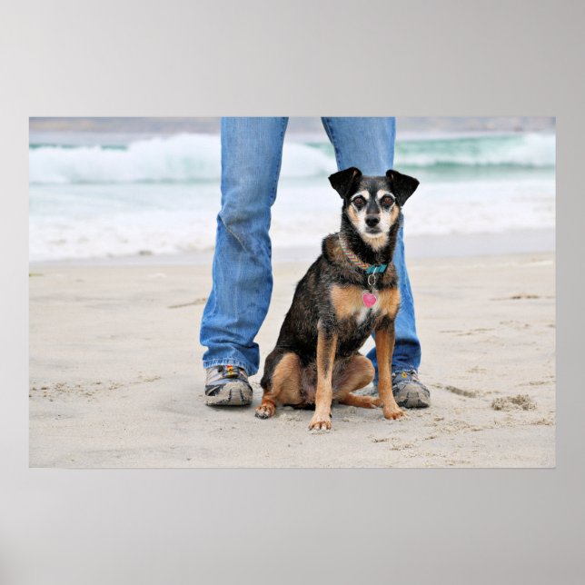 Manchester Terrier X - Jordanien - Derr Poster (Vorne)