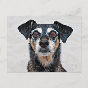 Manchester Terrier X - Jordanien - Derr Postkarte