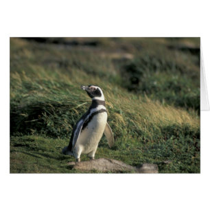 Manchot de Magellan (Spheniscus magellanicus),