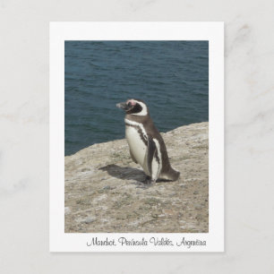 Manchot Postkarte