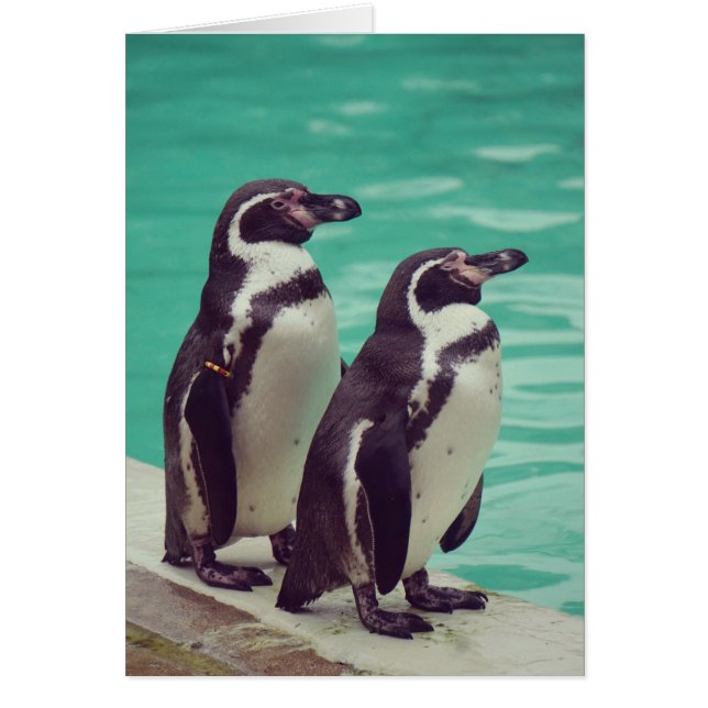 Manchots (Devant)