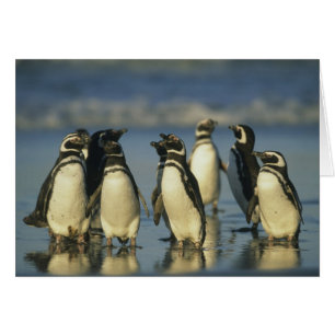 Manchots de Magellan, Spheniscus