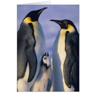 Manchots empereurs (Aptenodytes forsteri) Adultes