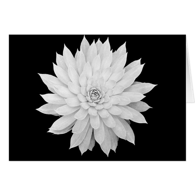 Mandala succulent (Devant horizontal)