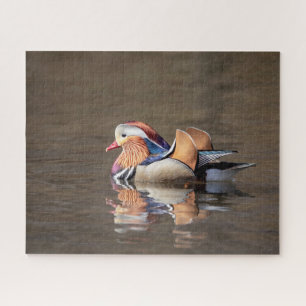 Mandarin Duck