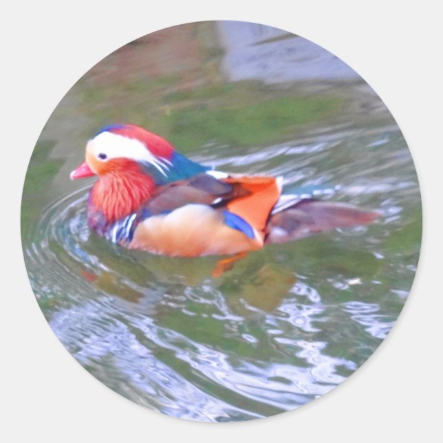 Mandarin Duck #2 Stickers (Vorderseite)
