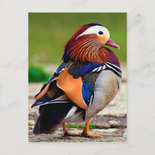 Mandarin Duck (Aix galericulata) Postkarte