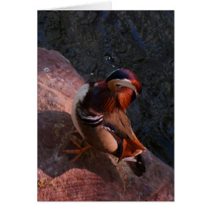 Mandarin Duck Card