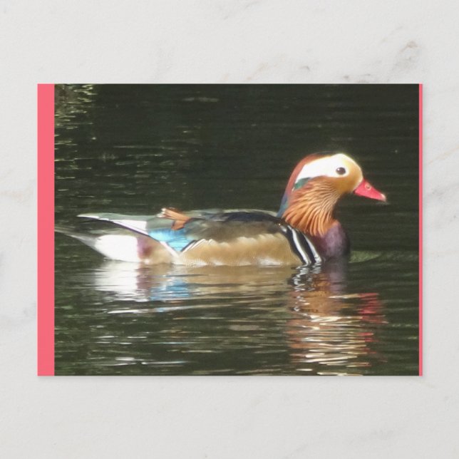 Mandarin Duck DIY Postcard Postkarte (Vorderseite)