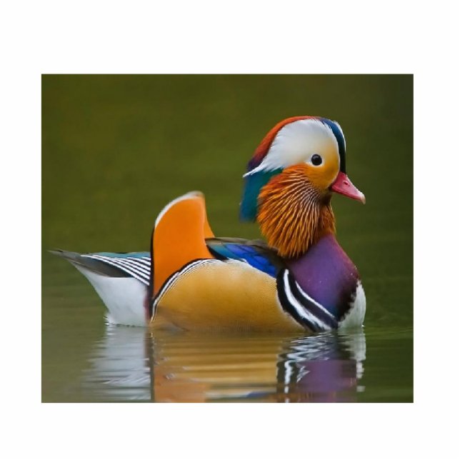 Mandarin Duck Fotoskulptur Schlüsselanhänger (Vorne)