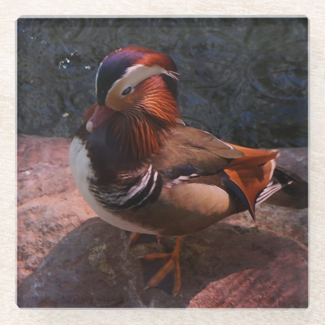 Mandarin Duck Glass Untersetzer (Vorderseite)