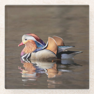 Mandarin Duck Glasuntersetzer