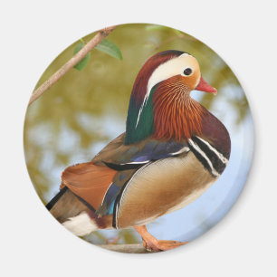 Mandarin Duck Magnet