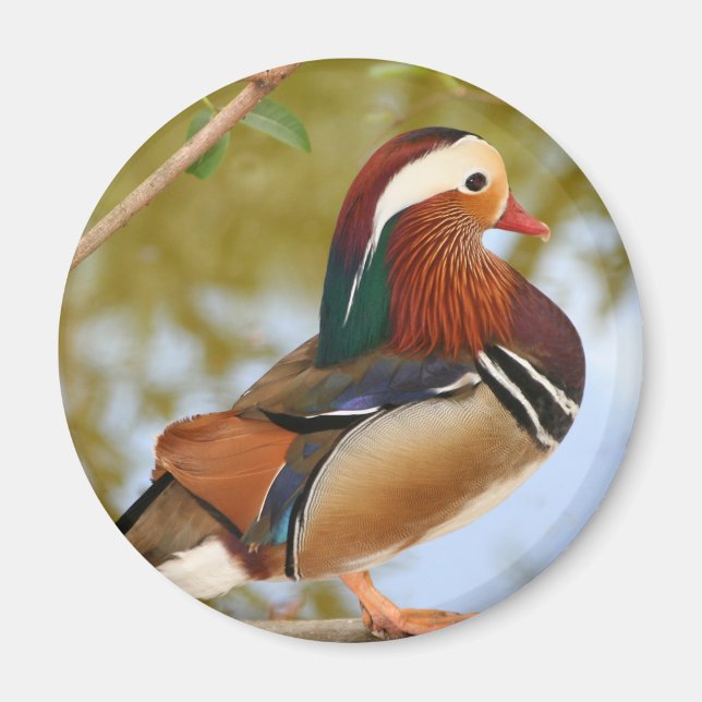 Mandarin Duck Magnet (Vorne)